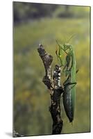 Mantis Religiosa (Praying Mantis) - Female Ready to Lay-Paul Starosta-Mounted Photographic Print