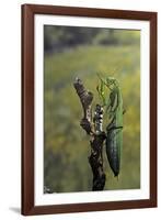 Mantis Religiosa (Praying Mantis) - Female Ready to Lay-Paul Starosta-Framed Photographic Print