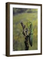 Mantis Religiosa (Praying Mantis) - Female Ready to Lay-Paul Starosta-Framed Photographic Print