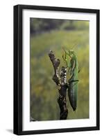 Mantis Religiosa (Praying Mantis) - Female Ready to Lay-Paul Starosta-Framed Photographic Print