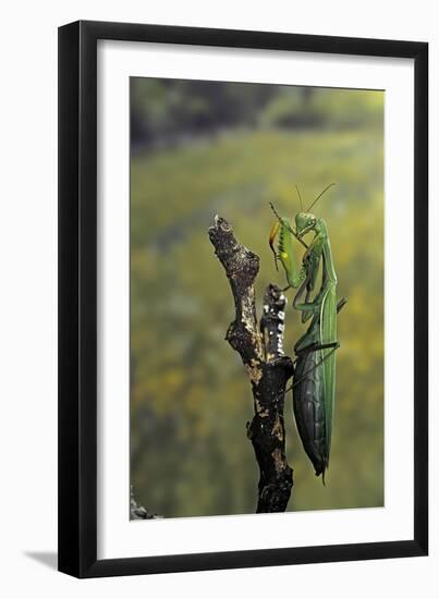 Mantis Religiosa (Praying Mantis) - Female Ready to Lay-Paul Starosta-Framed Photographic Print