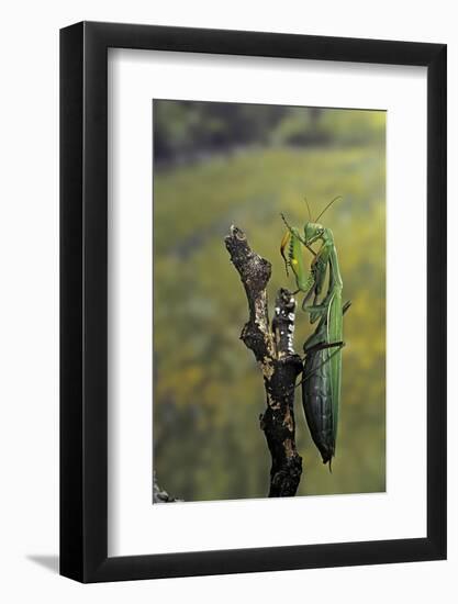 Mantis Religiosa (Praying Mantis) - Female Ready to Lay-Paul Starosta-Framed Photographic Print