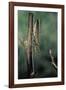 Mantis Religiosa (Praying Mantis) - Female Ready to Lay-Paul Starosta-Framed Photographic Print