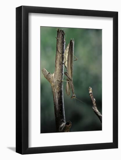 Mantis Religiosa (Praying Mantis) - Female Ready to Lay-Paul Starosta-Framed Photographic Print