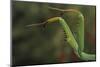 Mantis Religiosa (Praying Mantis) - Forelegs-Paul Starosta-Mounted Photographic Print