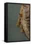 Mantis Religiosa (Praying Mantis) - Hatching-Paul Starosta-Framed Stretched Canvas