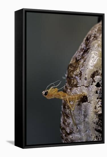 Mantis Religiosa (Praying Mantis) - Hatching-Paul Starosta-Framed Stretched Canvas