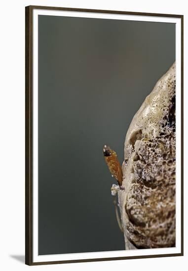 Mantis Religiosa (Praying Mantis) - Hatching-Paul Starosta-Framed Premium Photographic Print