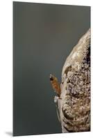 Mantis Religiosa (Praying Mantis) - Hatching-Paul Starosta-Mounted Premium Photographic Print