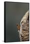 Mantis Religiosa (Praying Mantis) - Hatching-Paul Starosta-Framed Stretched Canvas