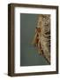 Mantis Religiosa (Praying Mantis) - Hatching-Paul Starosta-Framed Photographic Print