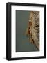 Mantis Religiosa (Praying Mantis) - Hatching-Paul Starosta-Framed Photographic Print