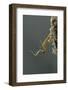 Mantis Religiosa (Praying Mantis) - Hatching-Paul Starosta-Framed Photographic Print