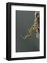 Mantis Religiosa (Praying Mantis) - Hatching-Paul Starosta-Framed Photographic Print