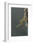 Mantis Religiosa (Praying Mantis) - Hatching-Paul Starosta-Framed Photographic Print