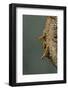 Mantis Religiosa (Praying Mantis) - Hatching-Paul Starosta-Framed Photographic Print