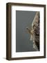 Mantis Religiosa (Praying Mantis) - Hatching-Paul Starosta-Framed Photographic Print