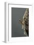 Mantis Religiosa (Praying Mantis) - Hatching-Paul Starosta-Framed Photographic Print