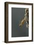 Mantis Religiosa (Praying Mantis) - Hatching-Paul Starosta-Framed Photographic Print