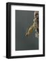 Mantis Religiosa (Praying Mantis) - Hatching-Paul Starosta-Framed Photographic Print