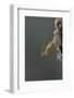 Mantis Religiosa (Praying Mantis) - Hatching-Paul Starosta-Framed Photographic Print