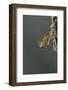 Mantis Religiosa (Praying Mantis) - Hatching-Paul Starosta-Framed Photographic Print