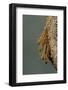 Mantis Religiosa (Praying Mantis) - Hatching-Paul Starosta-Framed Photographic Print