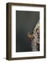 Mantis Religiosa (Praying Mantis) - Hatching-Paul Starosta-Framed Photographic Print