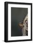 Mantis Religiosa (Praying Mantis) - Hatching-Paul Starosta-Framed Photographic Print