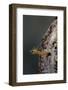 Mantis Religiosa (Praying Mantis) - Hatching-Paul Starosta-Framed Photographic Print