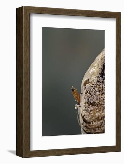 Mantis Religiosa (Praying Mantis) - Hatching-Paul Starosta-Framed Photographic Print