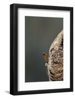 Mantis Religiosa (Praying Mantis) - Hatching-Paul Starosta-Framed Photographic Print