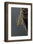 Mantis Religiosa (Praying Mantis) - Hatching-Paul Starosta-Framed Photographic Print