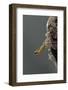 Mantis Religiosa (Praying Mantis) - Hatching-Paul Starosta-Framed Photographic Print