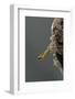 Mantis Religiosa (Praying Mantis) - Hatching-Paul Starosta-Framed Photographic Print