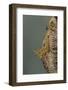 Mantis Religiosa (Praying Mantis) - Hatching-Paul Starosta-Framed Photographic Print