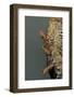 Mantis Religiosa (Praying Mantis) - Hatching-Paul Starosta-Framed Photographic Print