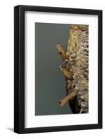 Mantis Religiosa (Praying Mantis) - Hatching-Paul Starosta-Framed Photographic Print