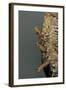 Mantis Religiosa (Praying Mantis) - Hatching-Paul Starosta-Framed Photographic Print