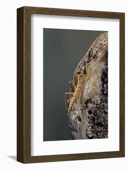 Mantis Religiosa (Praying Mantis) - Hatching-Paul Starosta-Framed Photographic Print