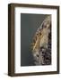 Mantis Religiosa (Praying Mantis) - Hatching-Paul Starosta-Framed Photographic Print