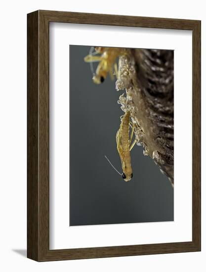 Mantis Religiosa (Praying Mantis) - Hatching-Paul Starosta-Framed Photographic Print