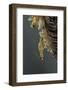 Mantis Religiosa (Praying Mantis) - Hatching-Paul Starosta-Framed Photographic Print