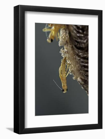 Mantis Religiosa (Praying Mantis) - Hatching-Paul Starosta-Framed Photographic Print