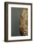 Mantis Religiosa (Praying Mantis) - Hatching-Paul Starosta-Framed Photographic Print