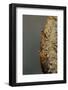 Mantis Religiosa (Praying Mantis) - Hatching-Paul Starosta-Framed Photographic Print