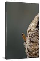 Mantis Religiosa (Praying Mantis) - Hatching-Paul Starosta-Stretched Canvas