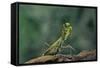 Mantis Religiosa (Praying Mantis) - in Defensive Posture, Threat Display-Paul Starosta-Framed Stretched Canvas