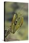 Mantis Religiosa (Praying Mantis) - in Defensive Posture, Threat Display-Paul Starosta-Stretched Canvas