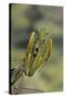 Mantis Religiosa (Praying Mantis) - in Defensive Posture, Threat Display-Paul Starosta-Stretched Canvas